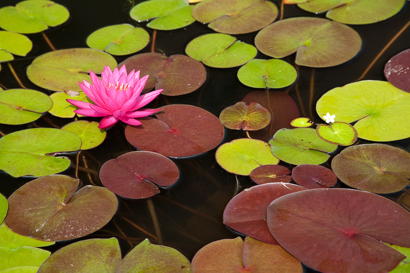 lily pad flower in pond